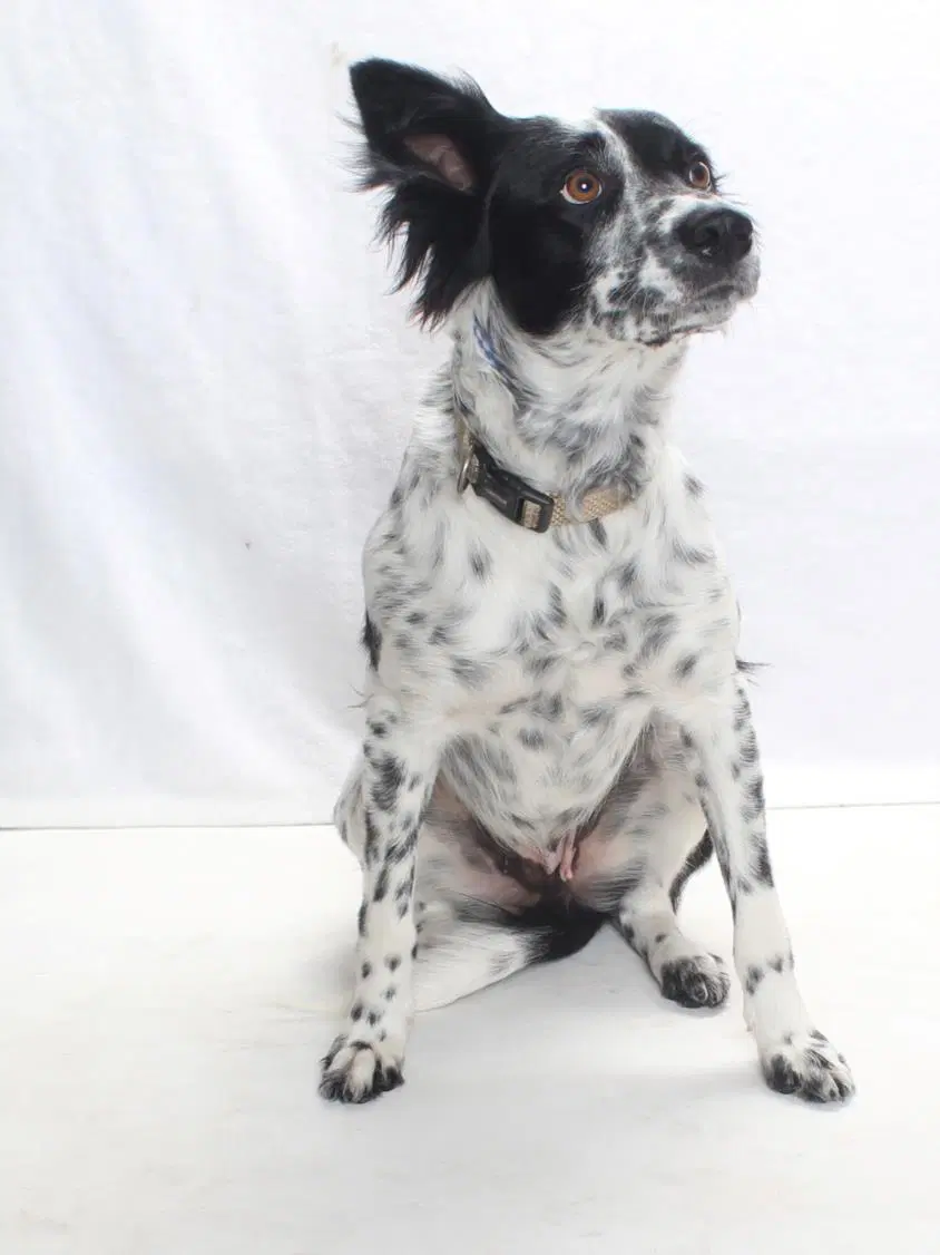 Harriett - Australian Cattle Dog/Blue Heeler