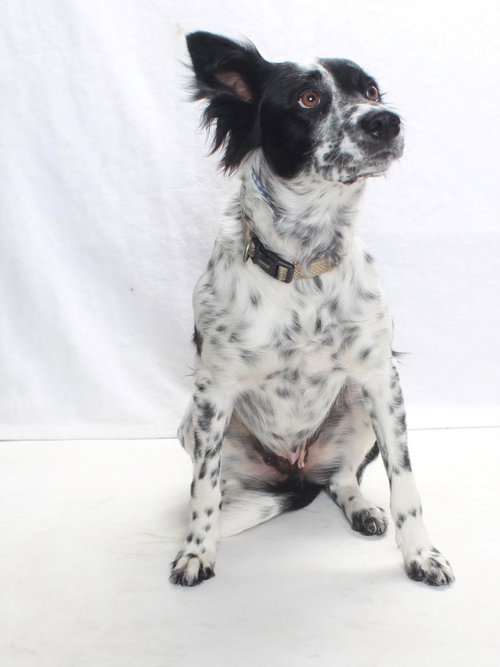 *HARRIETT, an adoptable Australian Cattle Dog in Burbank, CA