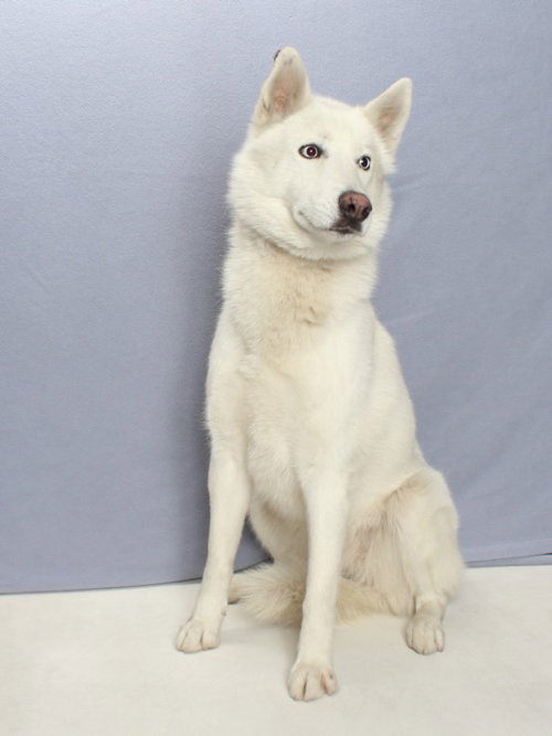 KIRA, an adoptable Siberian Husky in Burbank, CA