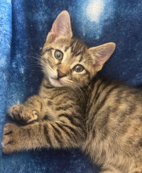 *BABY JANE DOE, Baby Domestic Short Hair (medium coat), cat for adoption in Alhambra, California