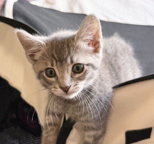 *DR. ROBBY, Baby Domestic Short Hair (medium coat), cat for adoption in Alhambra, California