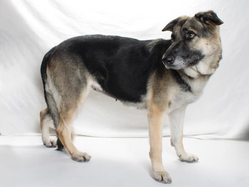 *DORA, an adoptable German Shepherd Dog in Burbank, CA