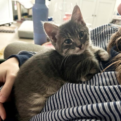 *MR. BUSINESS, Baby Domestic Short Hair (medium coat), cat for adoption in Alhambra, California