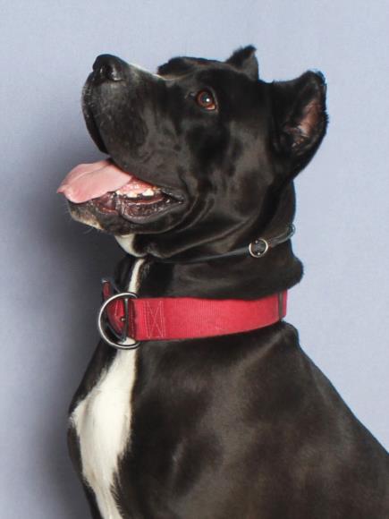 ROXY, an adoptable Cane Corso Mastiff in Burbank, CA