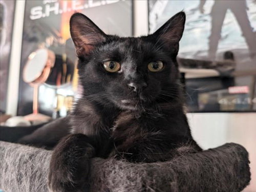 *NEWTON, Young Domestic Short Hair (medium coat), cat for adoption in Alhambra, California