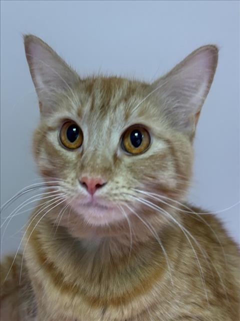 *JOY, Young Domestic Short Hair (medium coat), cat for adoption in Alhambra, California