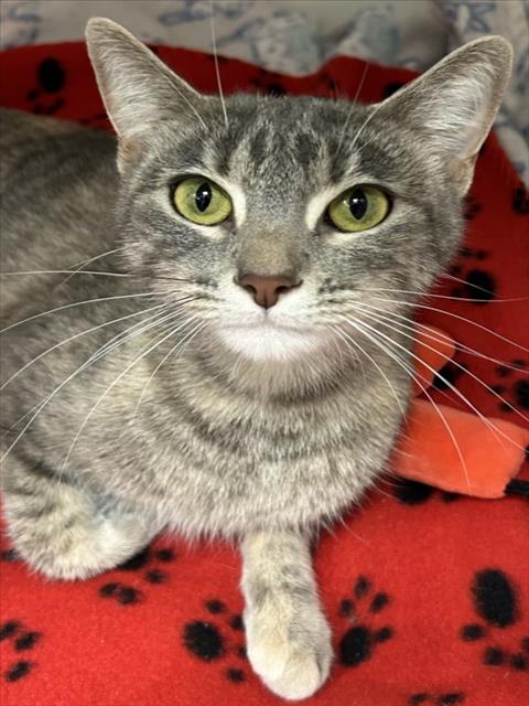 *ROSIE, Adult Domestic Short Hair (medium coat), cat for adoption in Alhambra, California