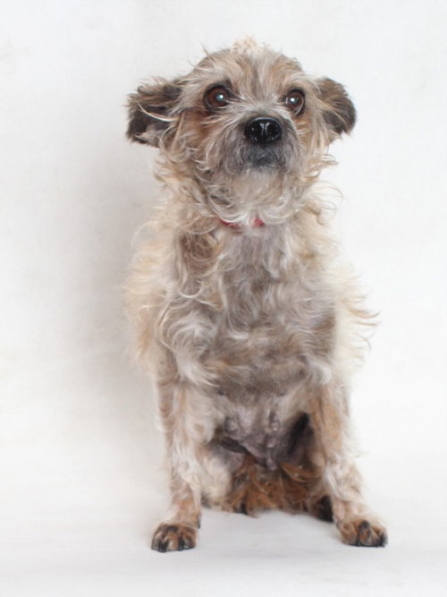 NANA, an adoptable Terrier in Burbank, CA