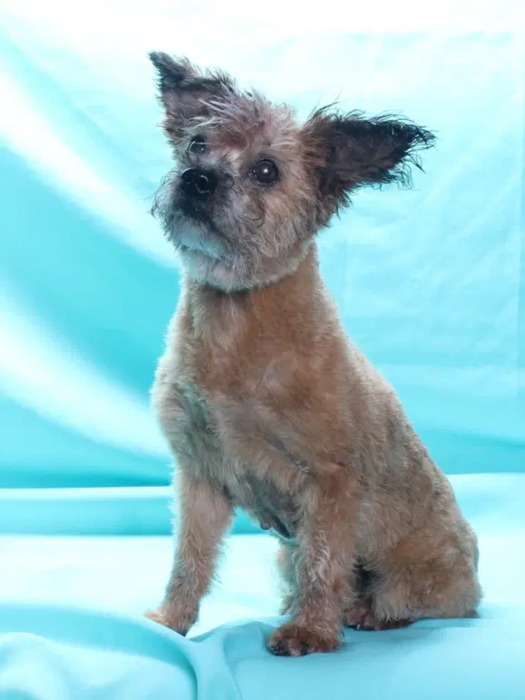 Nana - Terrier
