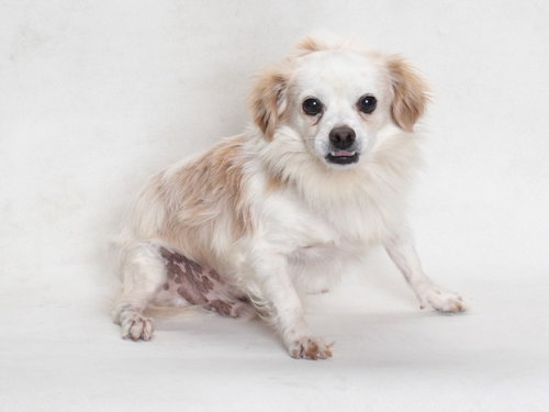 FANGS, an adoptable Chihuahua in Burbank, CA