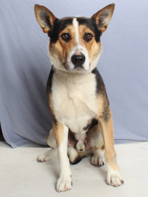 *WALLY, an adoptable German Shepherd Dog in Burbank, CA