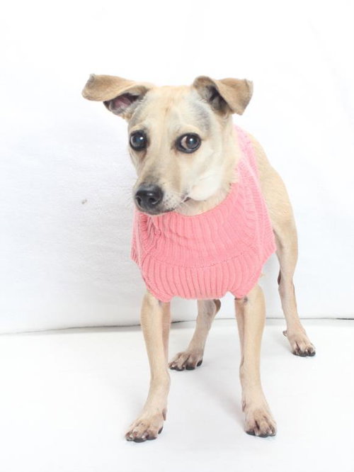 *PICA, an adoptable Chihuahua in Burbank, CA