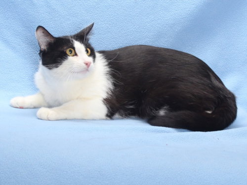 OREO (*MARTY), an adoptable Domestic Short Hair in Burbank, CA