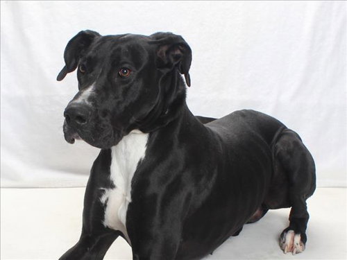 *DISCO, an adoptable Great Dane in Burbank, CA