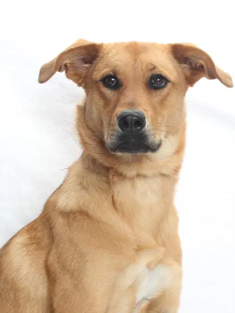 Barbie - Labrador Retriever