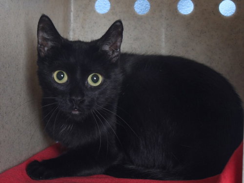*JAMIE, Adult Domestic Short Hair (medium coat), cat for adoption in Paramount, California