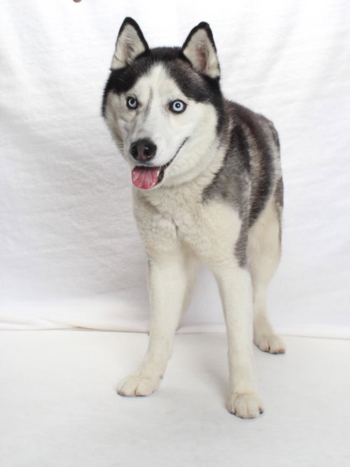ZEUS, an adoptable Siberian Husky in Burbank, CA