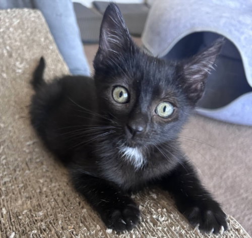 *COSMO, an adoptable Domestic Short Hair in Burbank, CA