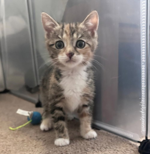 *NOVA, an adoptable Domestic Short Hair in Burbank, CA