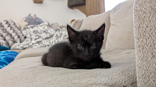 *CAVATAPPI, Baby Domestic Short Hair (medium coat), cat for adoption in Paramount, California