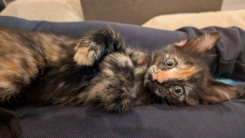 *TORTELLINI, Baby Domestic Short Hair (medium coat), cat for adoption in Paramount, California