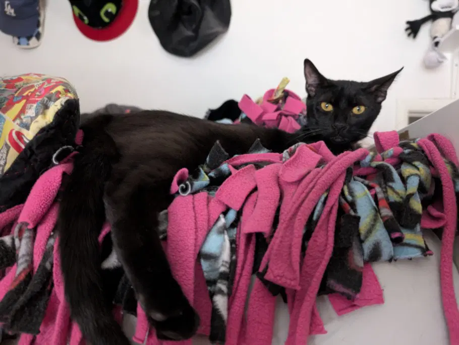 Espresso - Domestic Short Hair