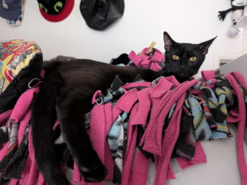 *ESPRESSO, Young Domestic Short Hair (medium coat), cat for adoption in Paramount, California