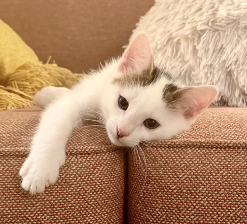 *DOBBY, Baby Domestic Short Hair (medium coat), cat for adoption in Paramount, California