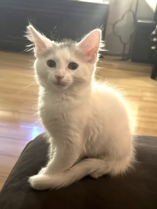 *CASSIE, Baby Domestic Short Hair (medium coat), cat for adoption in Paramount, California