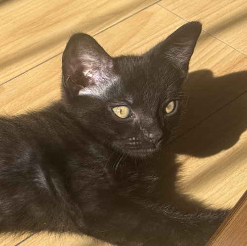 *LITTLE BEAR, Baby Domestic Short Hair (medium coat), cat for adoption in Paramount, California