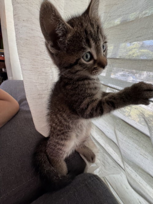 *DOW JONES, Adult Domestic Short Hair (medium coat), cat for adoption in Paramount, California