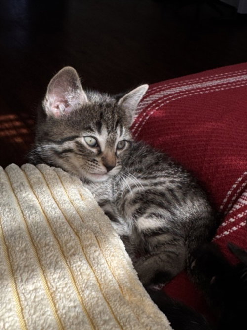 *CARDBOARD, Adult Domestic Short Hair (medium coat), cat for adoption in Paramount, California
