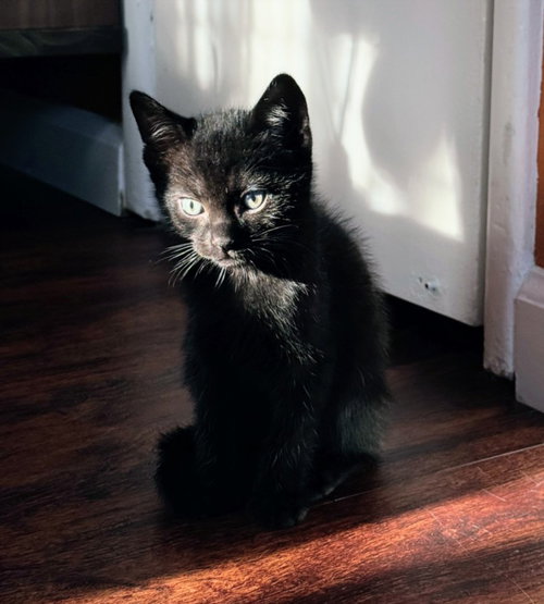 *ASPARAGUS, Adult Domestic Short Hair (medium coat), cat for adoption in Paramount, California