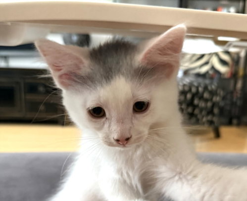 *PERCY, Baby Domestic Short Hair (medium coat), cat for adoption in Paramount, California