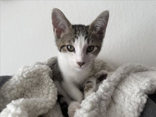 *PRINCE EDWARD, Baby Domestic Short Hair (medium coat), cat for adoption in Bellflower, California