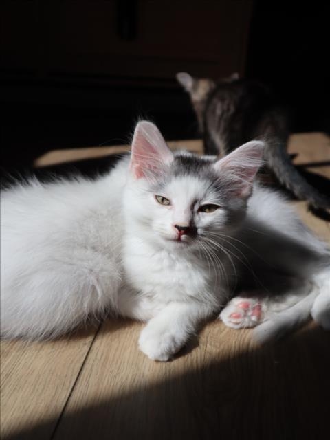 *MULLEY, Baby Domestic Short Hair (medium coat), cat for adoption in Torrance, California