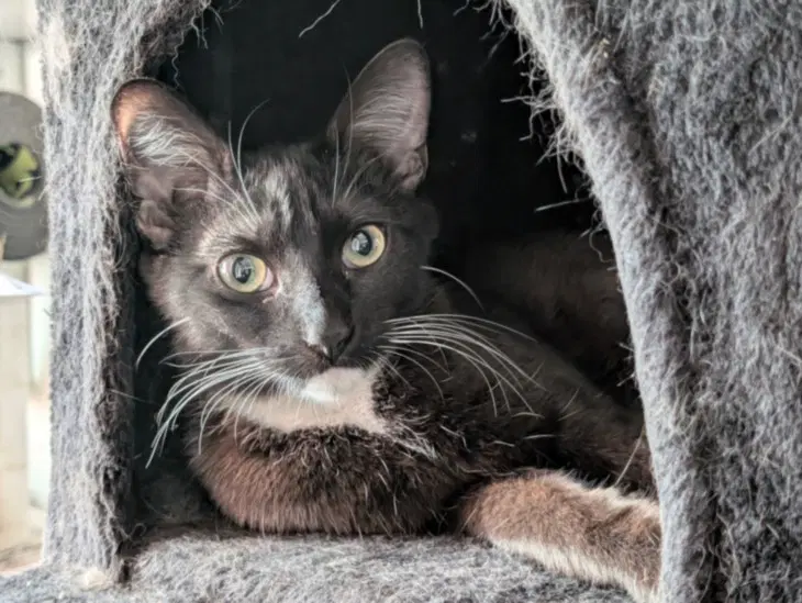 Sister - Domestic Short Hair