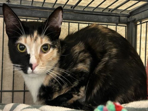 *KIMIKO, Adult Domestic Short Hair (medium coat), cat for adoption in Torrance, California