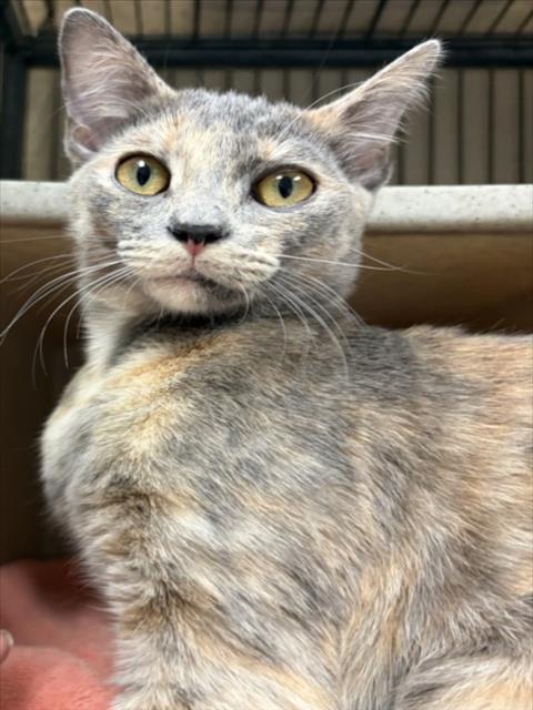 *STARLIGHT, Adult Domestic Short Hair (medium coat), cat for adoption in Torrance, California