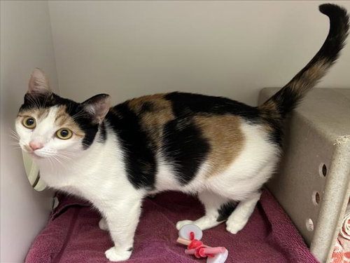 CHEETAH, Adult Domestic Short Hair (medium coat), cat for adoption in Alhambra, California