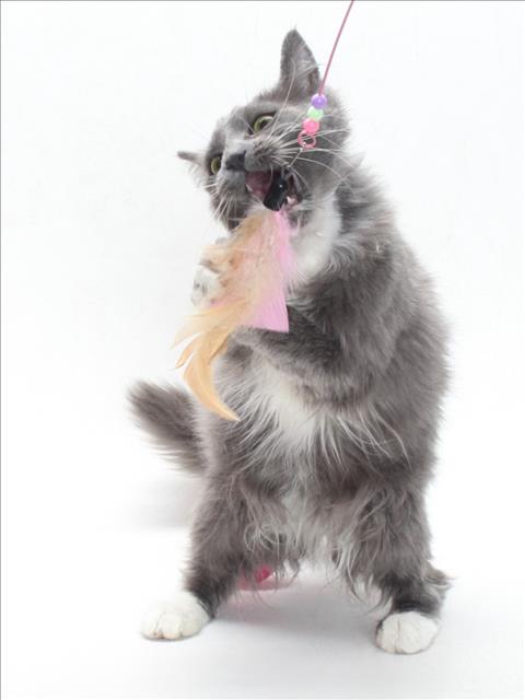 *CHARLOTTE, Adult Domestic Medium Hair (medium coat), cat for adoption in Torrance, California