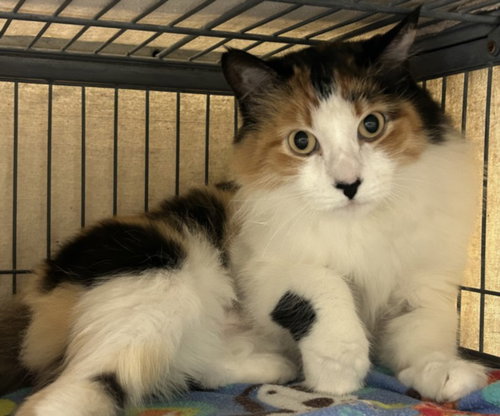 PISO, Adult Domestic Medium Hair (medium coat), cat for adoption in Bellflower, California