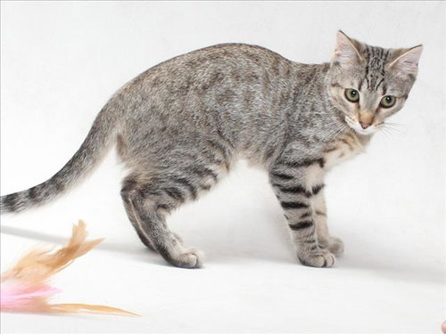 *HARPER, Young Domestic Short Hair (medium coat), cat for adoption in Torrance, California