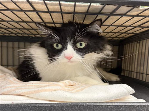 ANGEL, Senior Domestic Short Hair (medium coat), cat for adoption in Alhambra, California