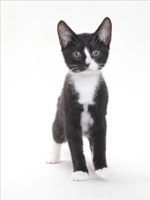 *TUFFY, Baby Domestic Short Hair (medium coat), cat for adoption in Bellflower, California