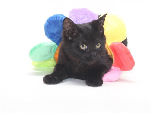 *SHADOW, Adult Domestic Short Hair (medium coat), cat for adoption in Bellflower, California