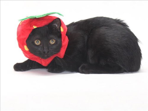 *DANA, Adult Domestic Short Hair (medium coat), cat for adoption in Bellflower, California
