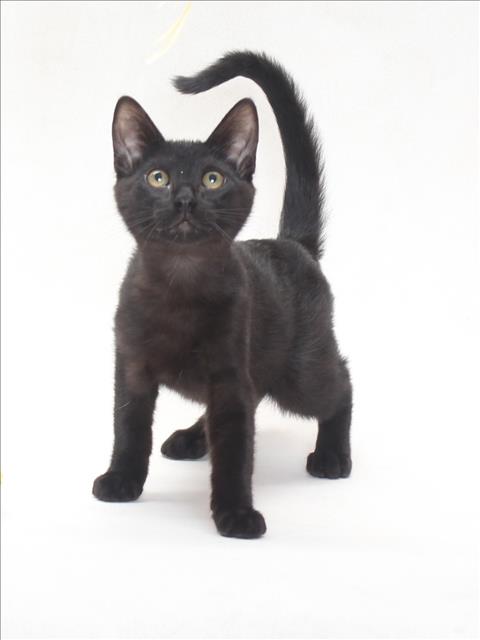 *FOX, Adult Domestic Short Hair (medium coat), cat for adoption in Bellflower, California