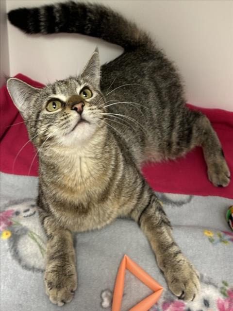 LULU, Young Domestic Short Hair (medium coat), cat for adoption in Bellflower, California
