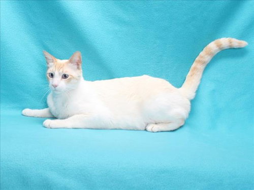 FRANKY BLANCO, Adult Domestic Short Hair (medium coat), cat for adoption in Bellflower, California